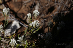 Ptilotus divaricatus