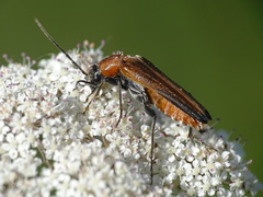 Anogcodes rufiventris