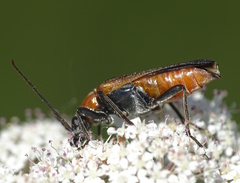 Anogcodes rufiventris