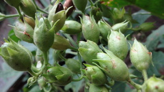Nicotiana tabacum
