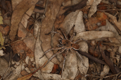 Hoggicosa