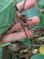 Phoneutria nigriventer