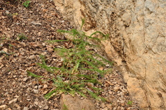 Sisymbrium austriacum