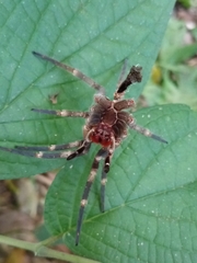 Phoneutria nigriventer
