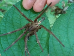 Phoneutria nigriventer