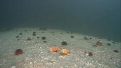 Pagurus bernhardus