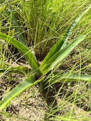 Merwilla plumbea