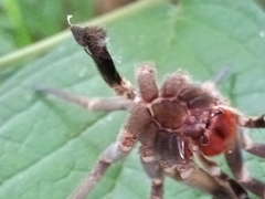 Phoneutria nigriventer