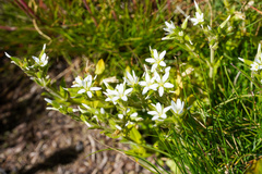 Caryophyllaceae