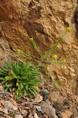 Sisymbrium austriacum