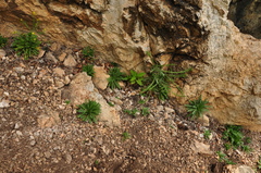 Sisymbrium austriacum