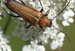 Anogcodes rufiventris
