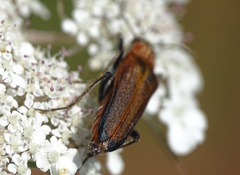 Anogcodes rufiventris