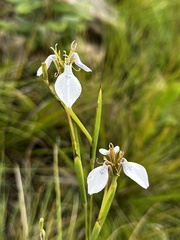 Moraea brevistyla