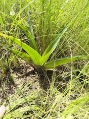 Merwilla plumbea