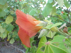 Hibiscus tiliaceus