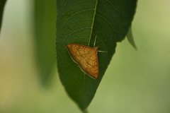 Ecpyrrhorrhoe rubiginalis