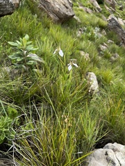 Moraea brevistyla