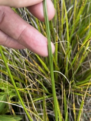 Moraea brevistyla