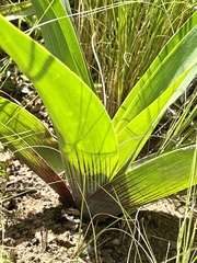 Merwilla plumbea