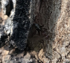 Camponotus rufoglaucus