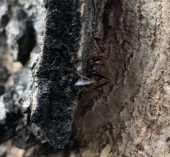 Camponotus rufoglaucus