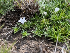 Craterocapsa tarsodes