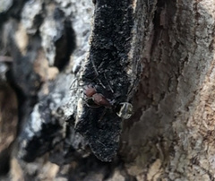 Camponotus rufoglaucus