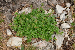 Potentilla clusiana
