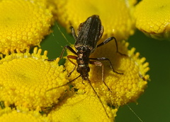 Chrysanthia geniculata