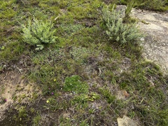 Craterocapsa tarsodes