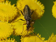 Chrysanthia geniculata