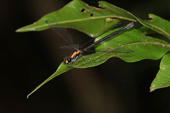 Austroargiolestes chrysoides
