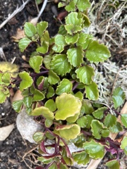 Plectranthus chimanimanensis