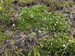 Craterocapsa tarsodes