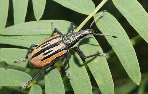 Diaprepes Root Weevil photo 5