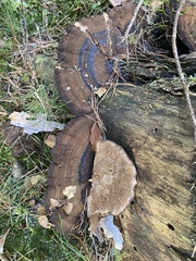 Ischnoderma benzoinum