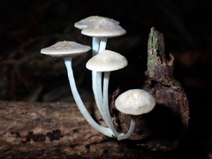 Favolaschia manipularis