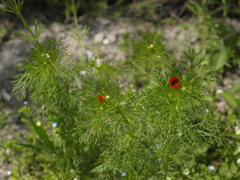Adonis aestivalis
