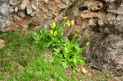 Primula auricula