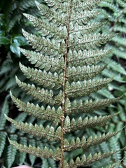 Polystichum transvaalense