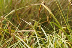 Carex fascicularis