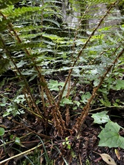 Polystichum transvaalense