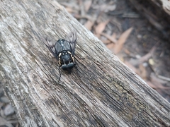 Triclista guttata