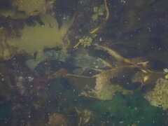 Notolabrus tetricus