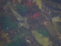 Notolabrus tetricus