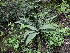 Polystichum transvaalense