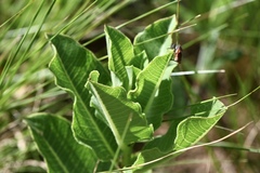 Xysmalobium undulatum