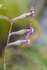 Silene burchellii