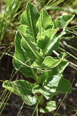 Xysmalobium undulatum